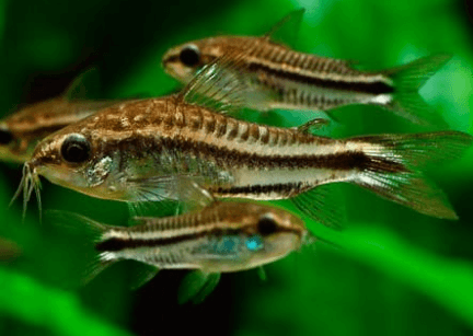 Corydora pigmea