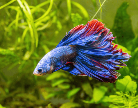 Betta