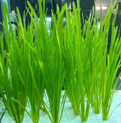 Vallisneria