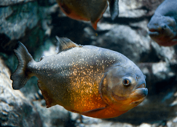 Piraña roja