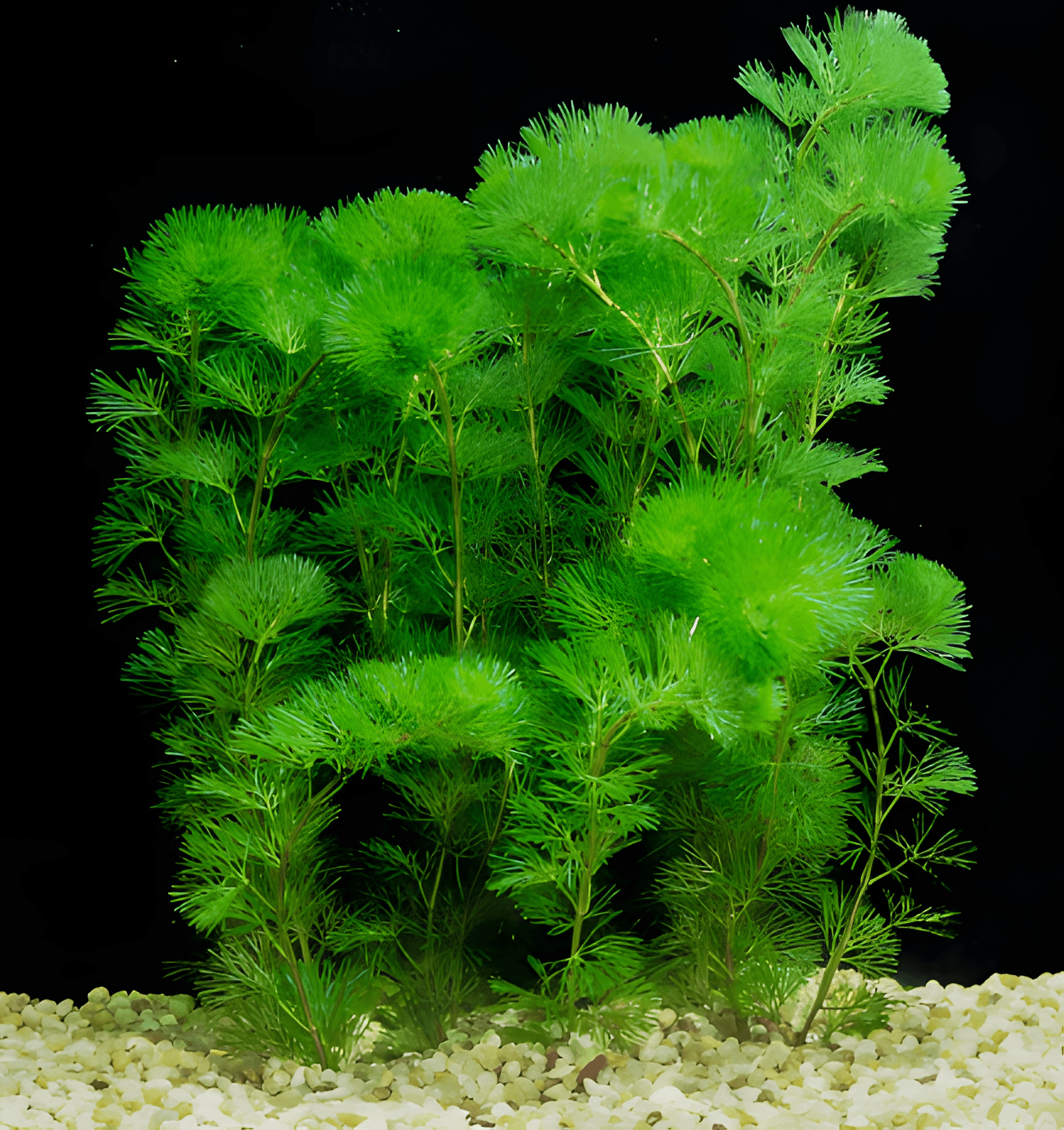 Cabomba