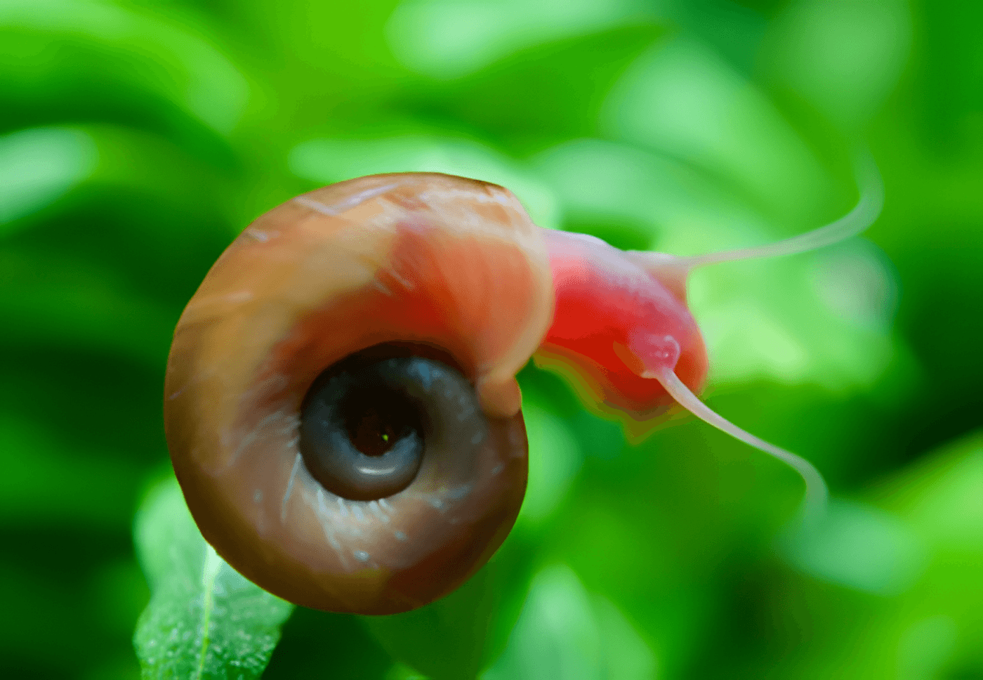 Caracol planorbis