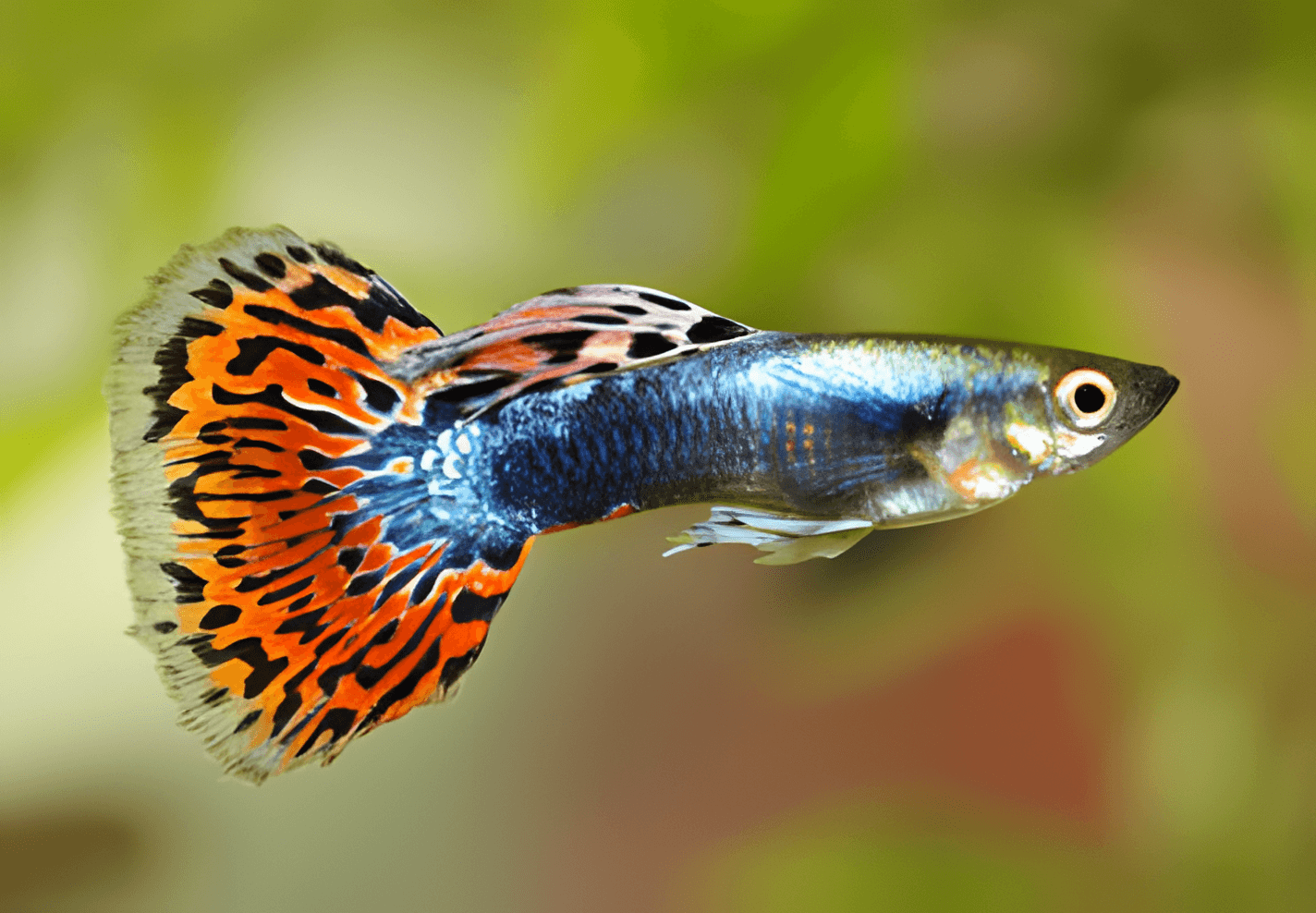 Guppy